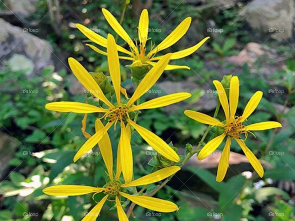 Yellow flowers from the woods