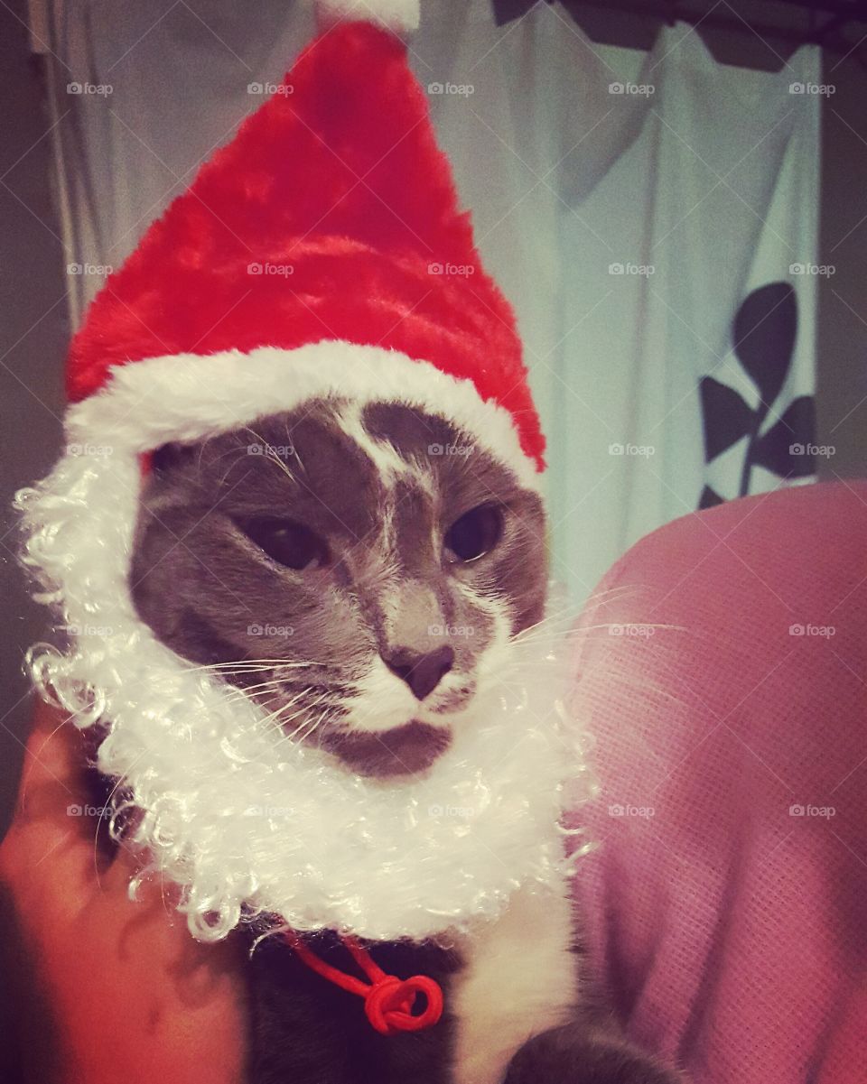 Santa Claws is Coming to Town! Kitty cat dressed as old Saint Nick for the holidays.