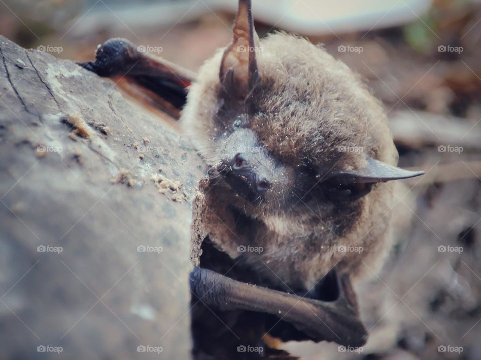 Nathusius's pipistrelle, Animal