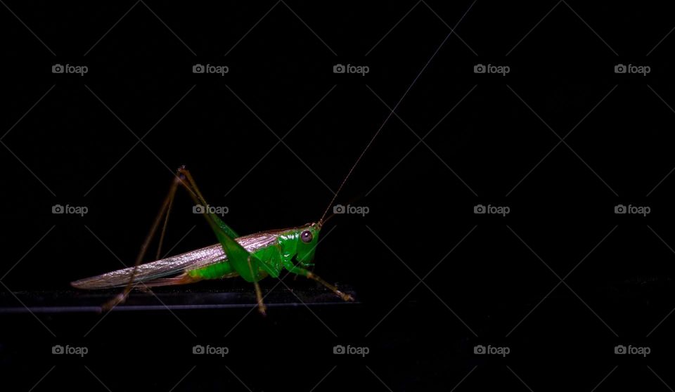 grasshopper