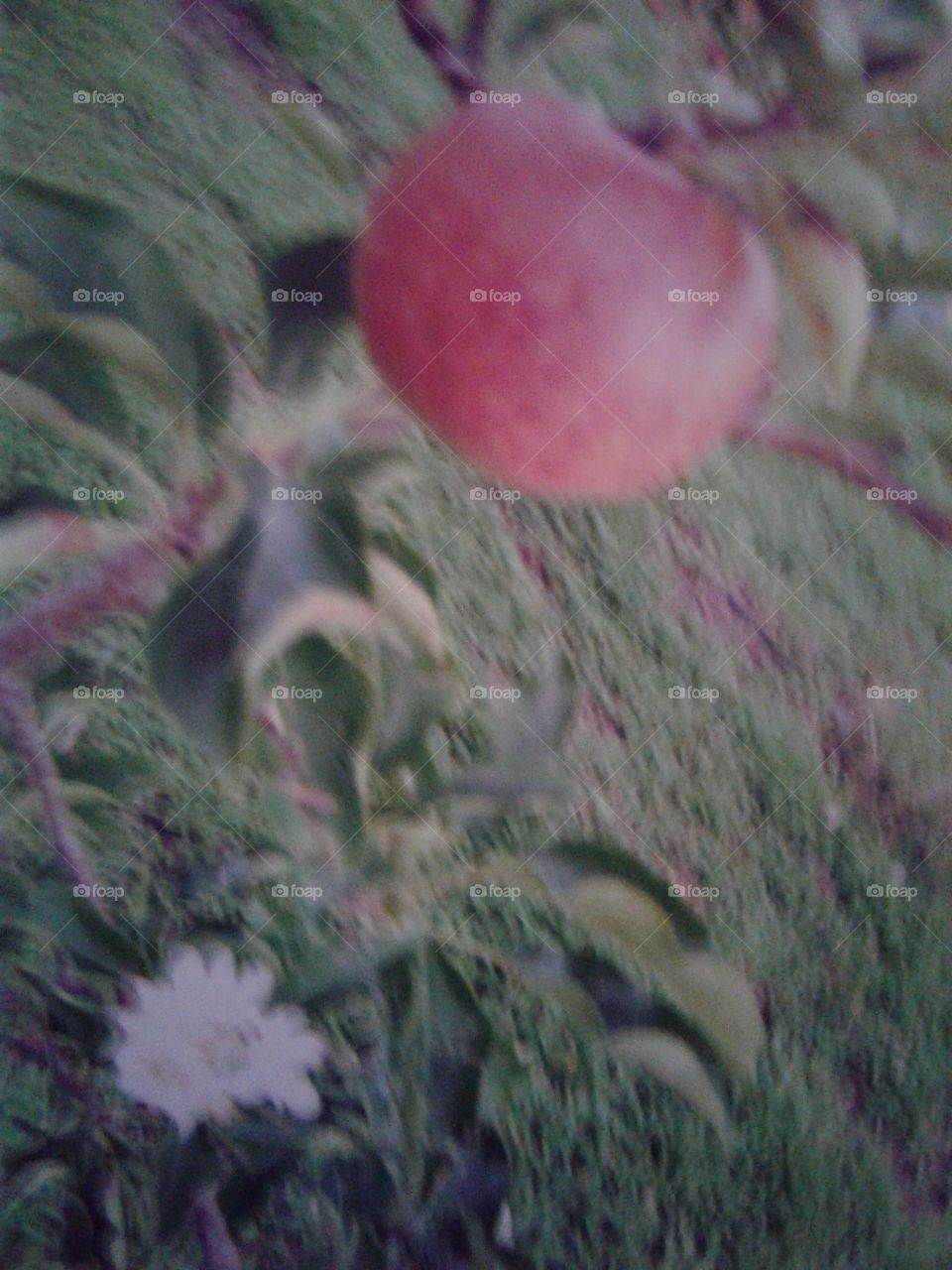 Apple fruit & Flower
