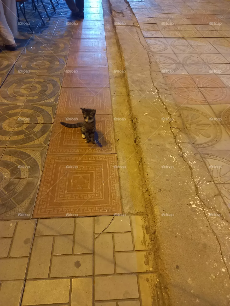 lonely cat,