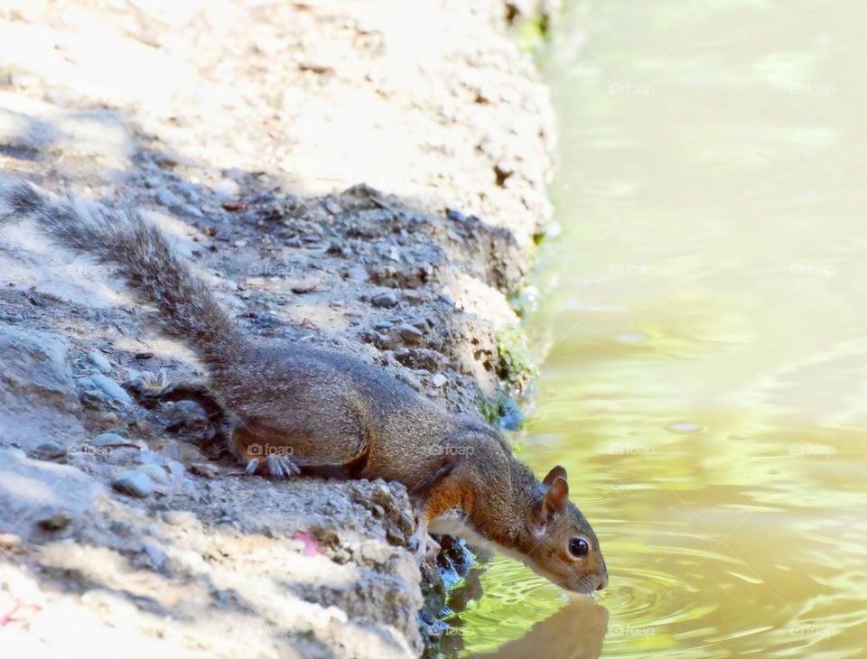 A squirrel drinking water from a duck pond