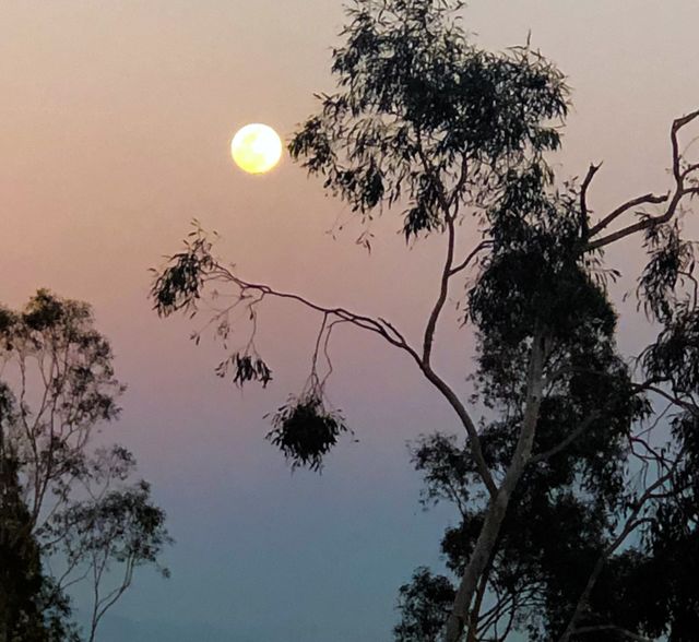 Moonlight 