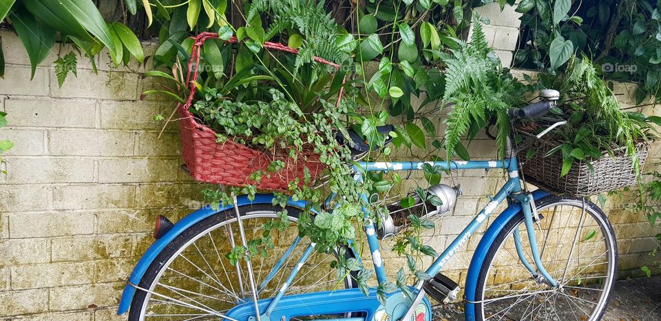 beautiful single bicycle with plants