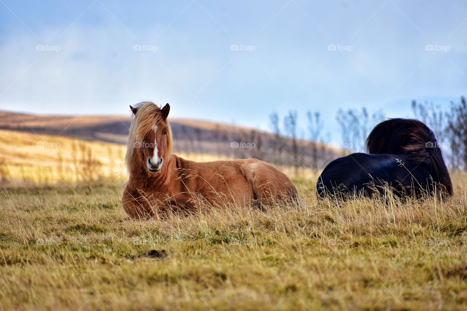 Icelandic horses in autumn fields in iceland