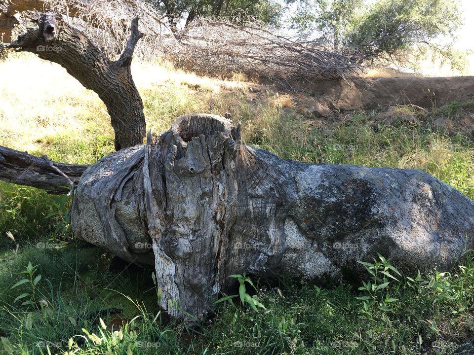Dead tree that grew with a rock 