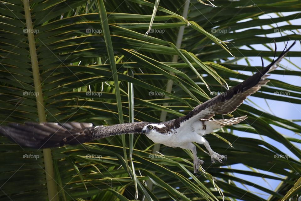 Osprey in flight