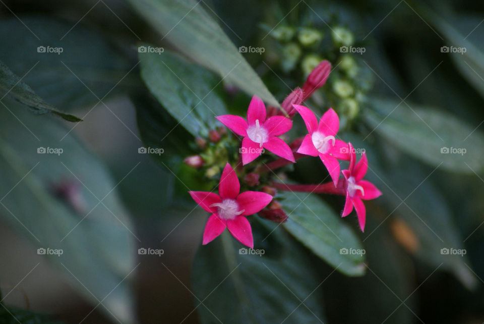 Flowers cheer you up with their attractive colours and short life which spreads happiness and joy to all.