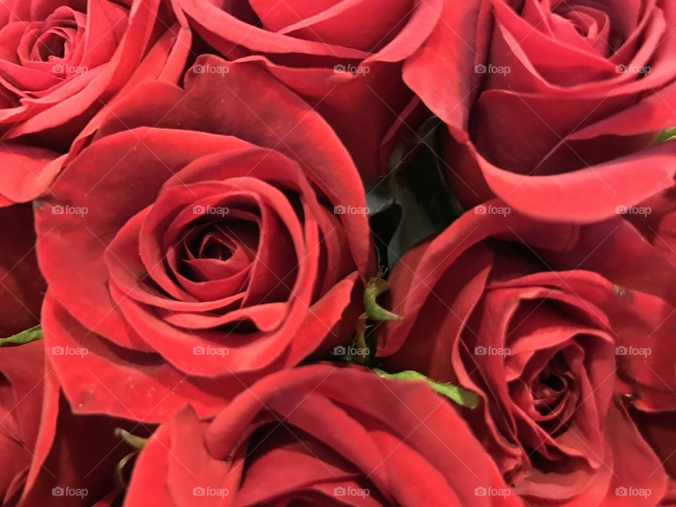 Roses are red 