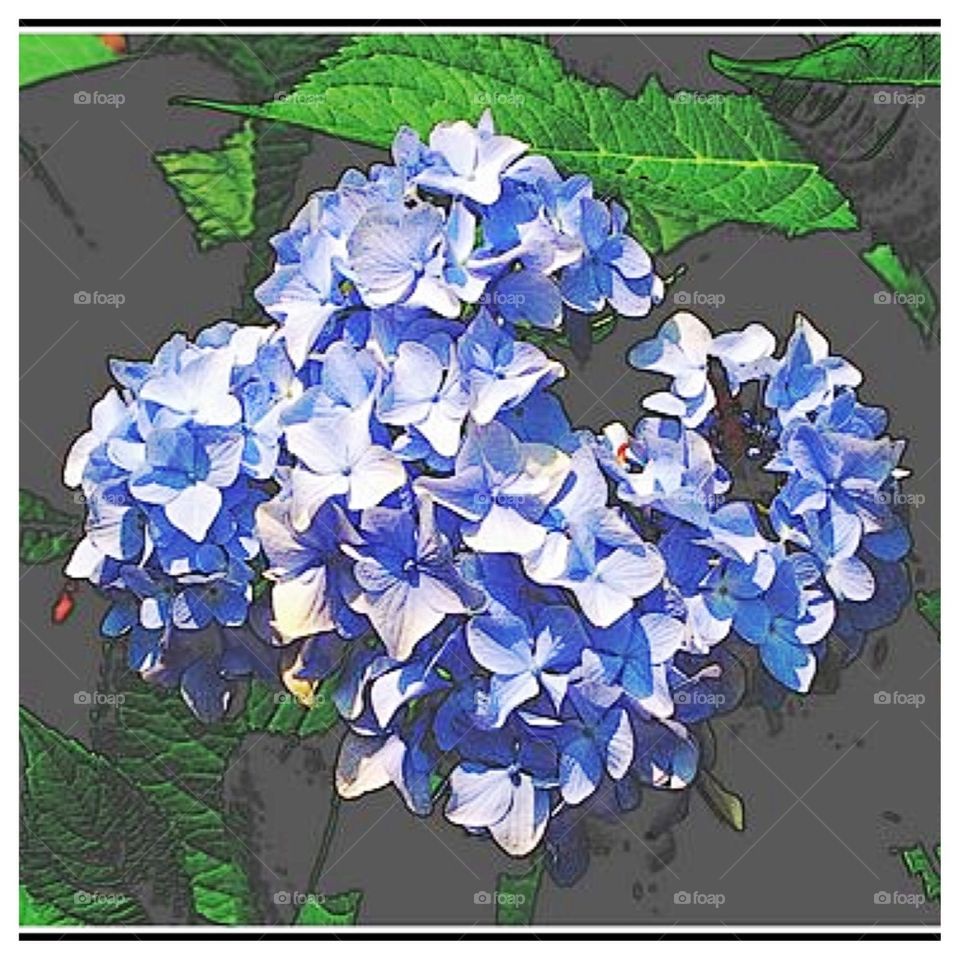 Blue Hydrangea