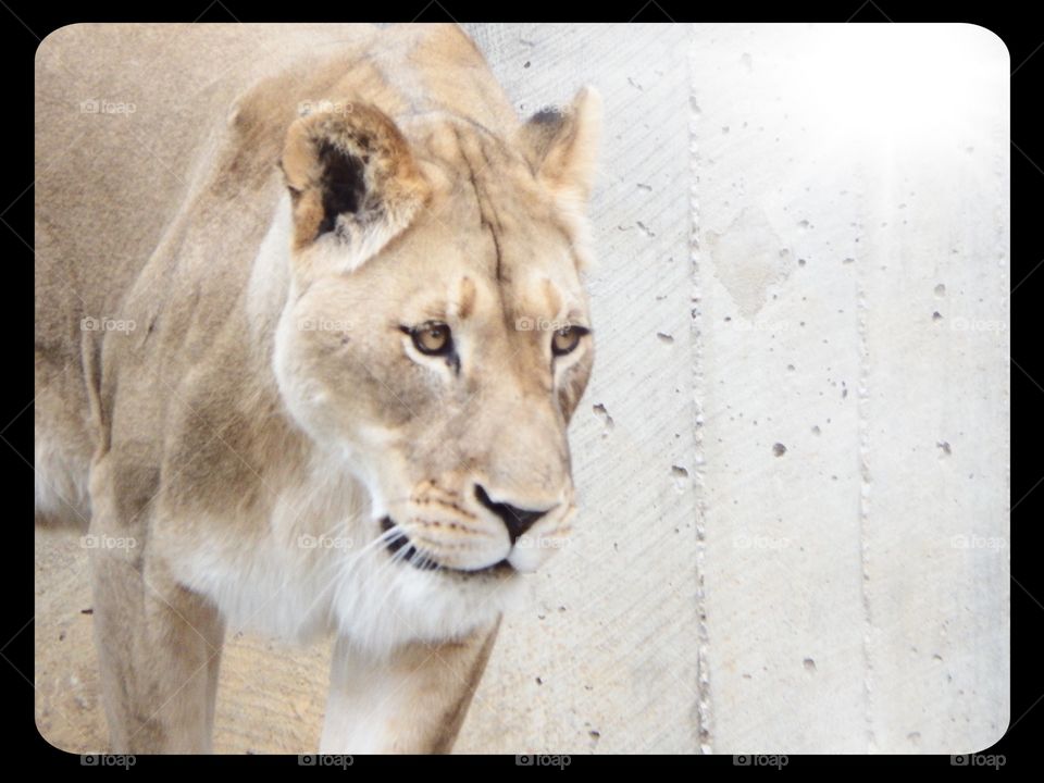 Lioness at National Zoo DC
