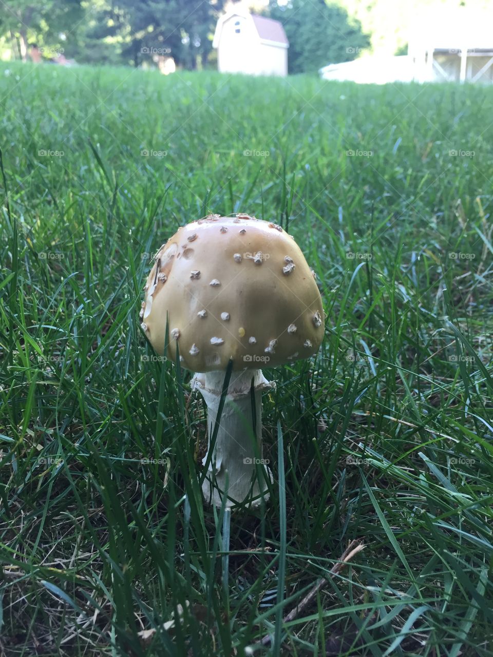 Dome mushroom 