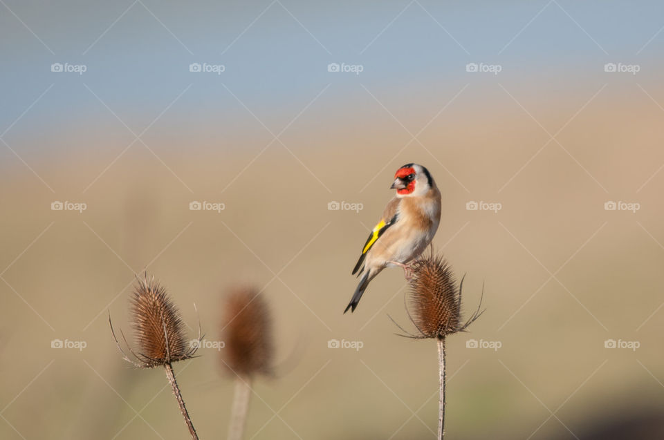 gold finch