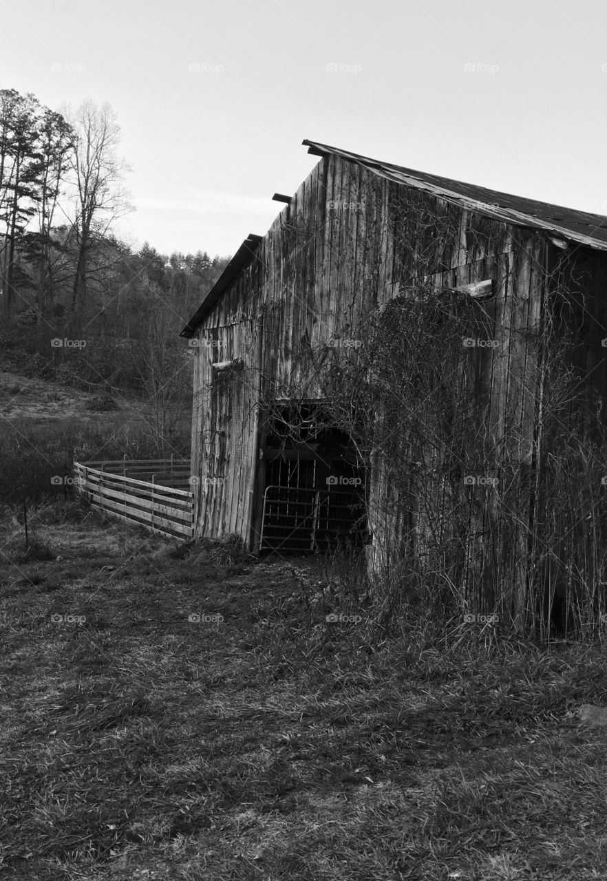 Old tobacco barn