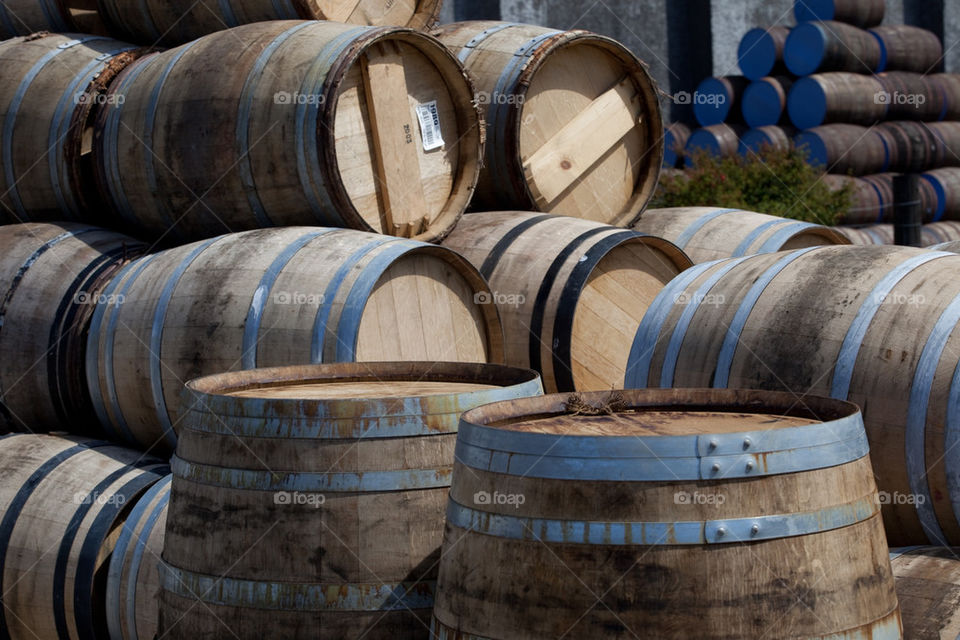 Old oak aged in the sun.