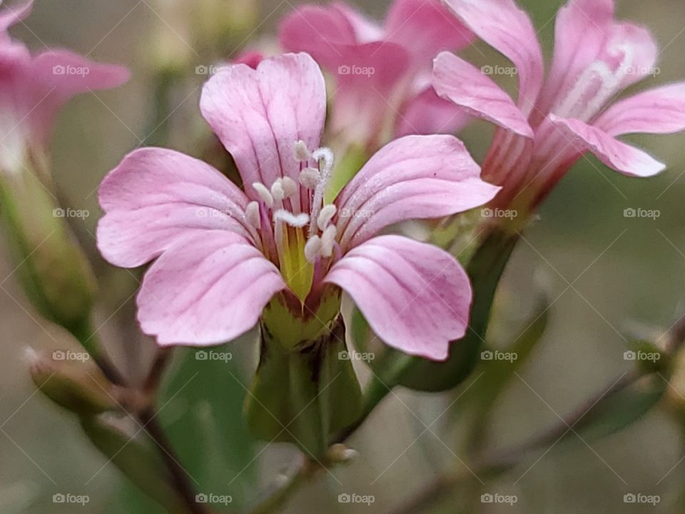 Close up of a beautiful pink North American wildflower