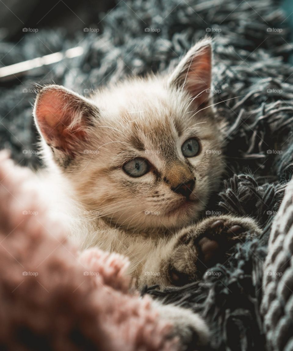 A very well-packed kitten is relaxing on the floor of the house.