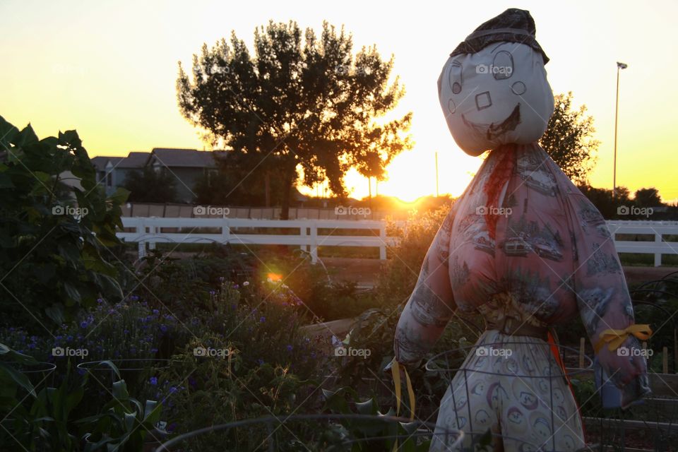 A friendly scarecrow stands guard at sunset over a community-grown garden in Phoenix, Arizona. 