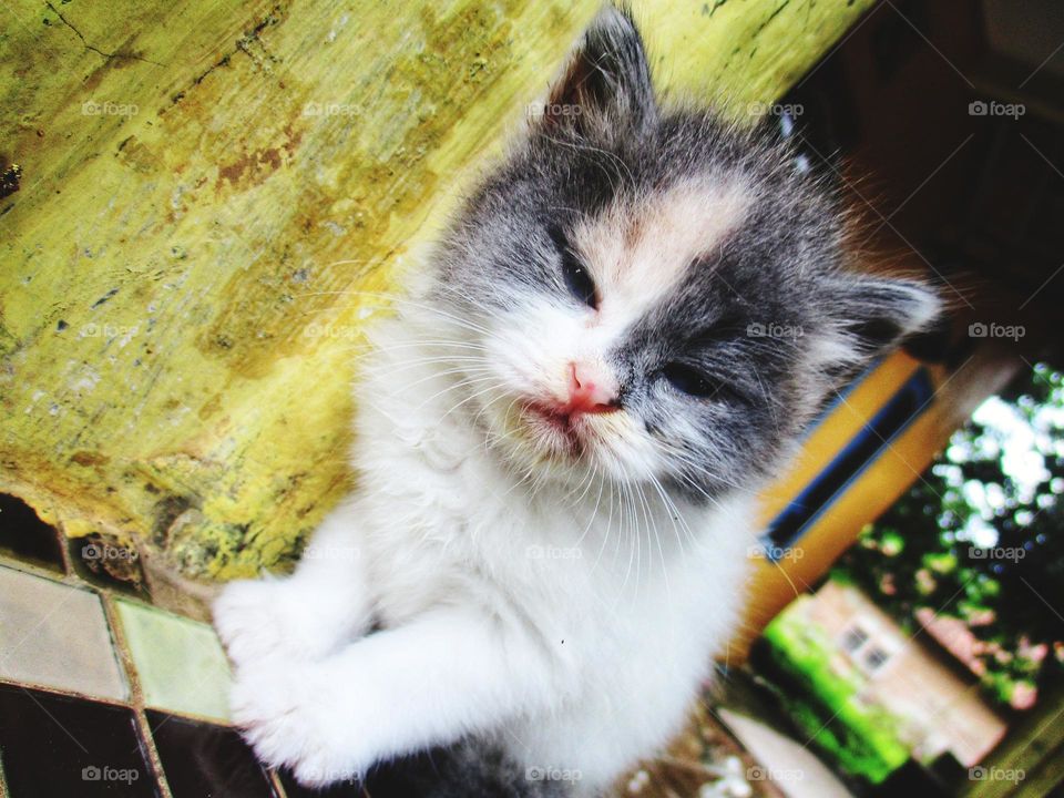 Cute kitten sitting relaxed in the yard