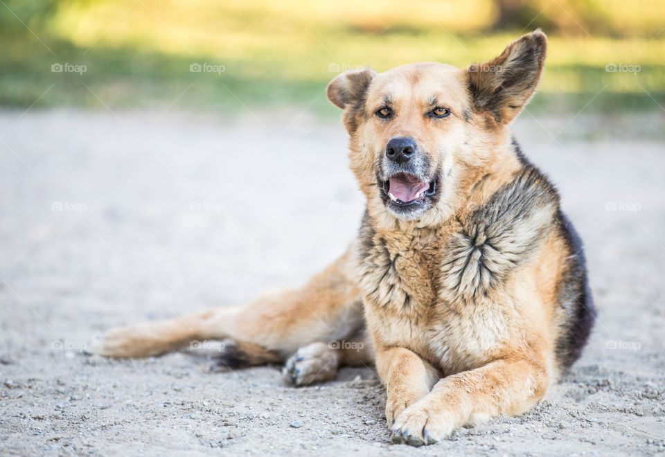 Wolf Dog Lays Down And Barking
