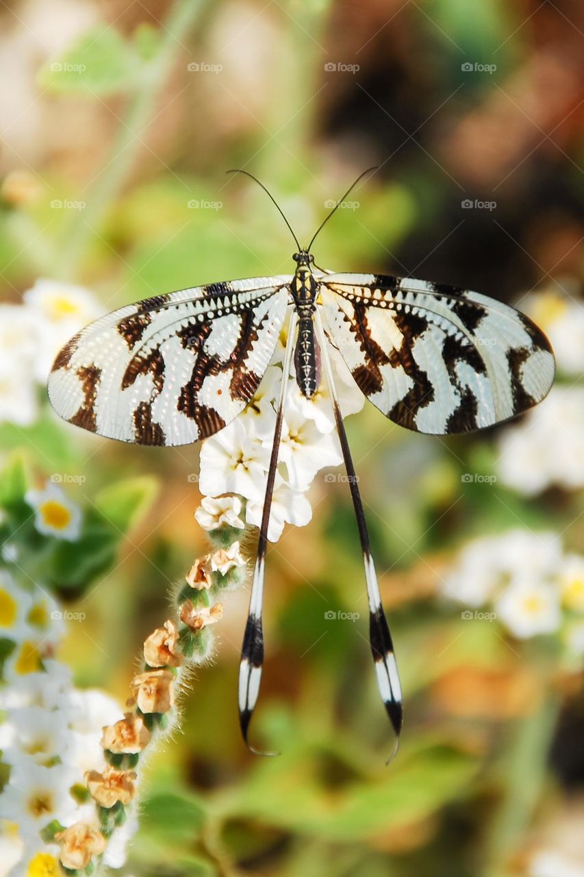 Bloom blossom butterfly close up