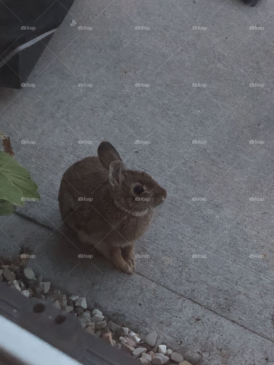 A rabbit near the back door in my backyard taken on 9/26/18