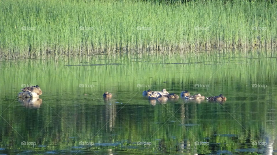 wild ducks on vacation on the water