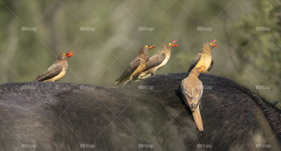 Bird Choir - Oxpeckers enjoying a ride on the back of a Cape Buffalo