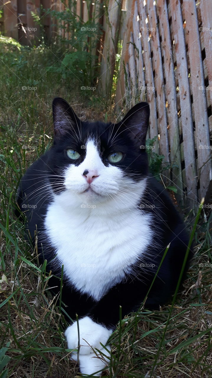 What are you looking at? 
Tuxedo Cat enjoying the backyard.
