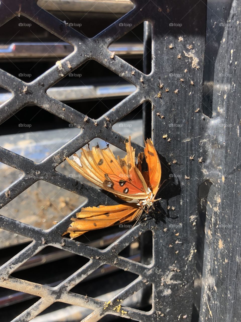 Butterfly trapped 