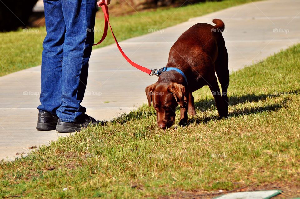 Walking the dog