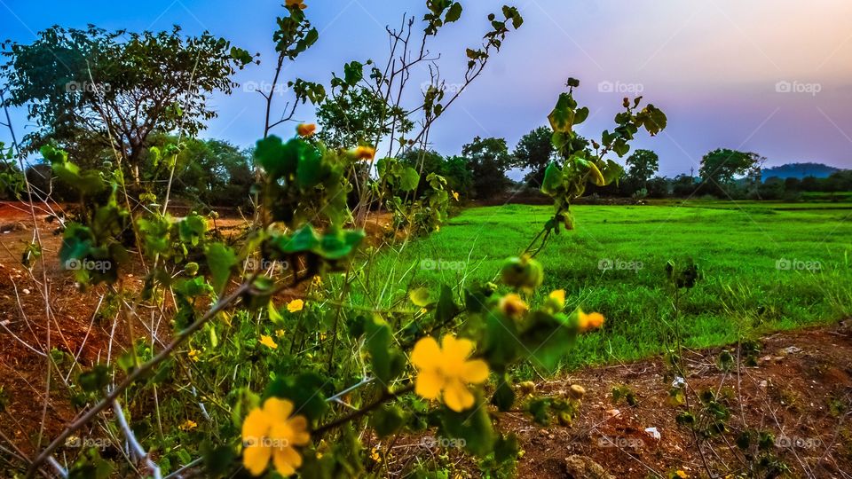 colourful nature 