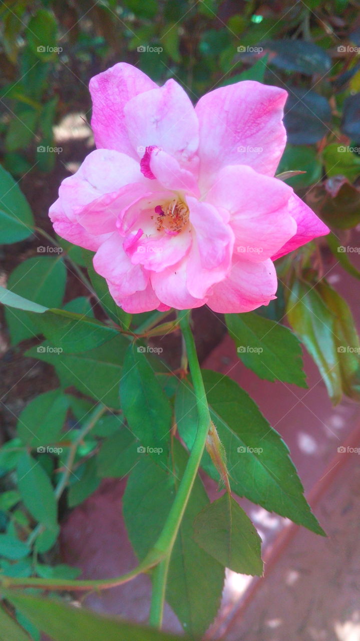Pink Rose!