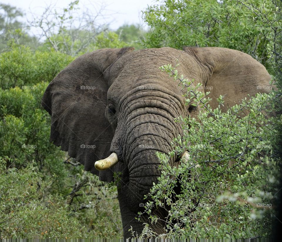 Elephant - Hide and Seek