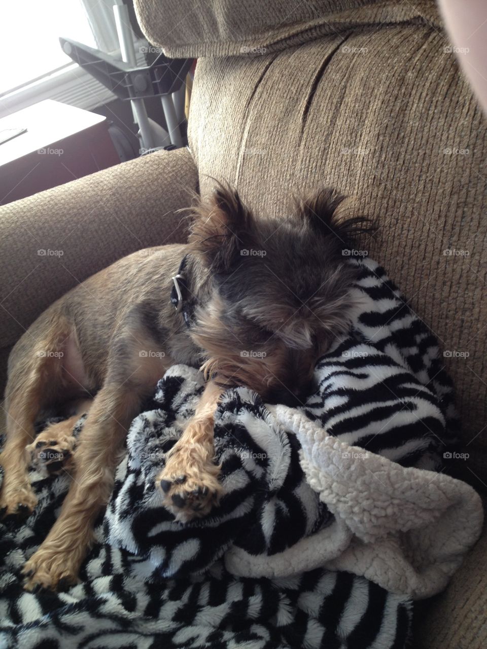 Snuggled into the blanket and fast asleep