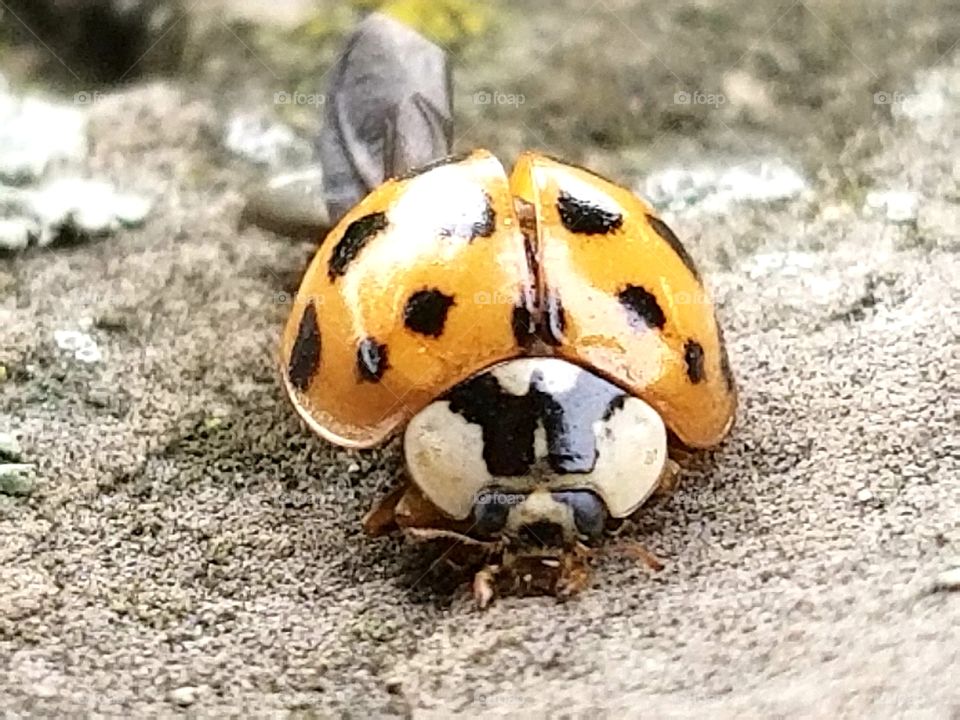 Lady bug