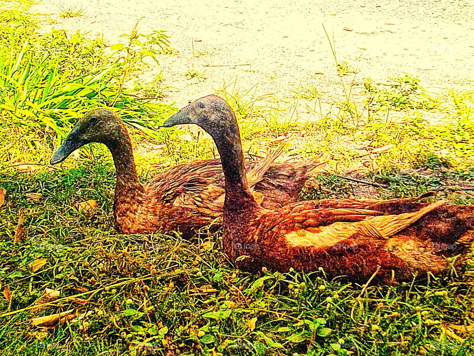 Pair of ducks