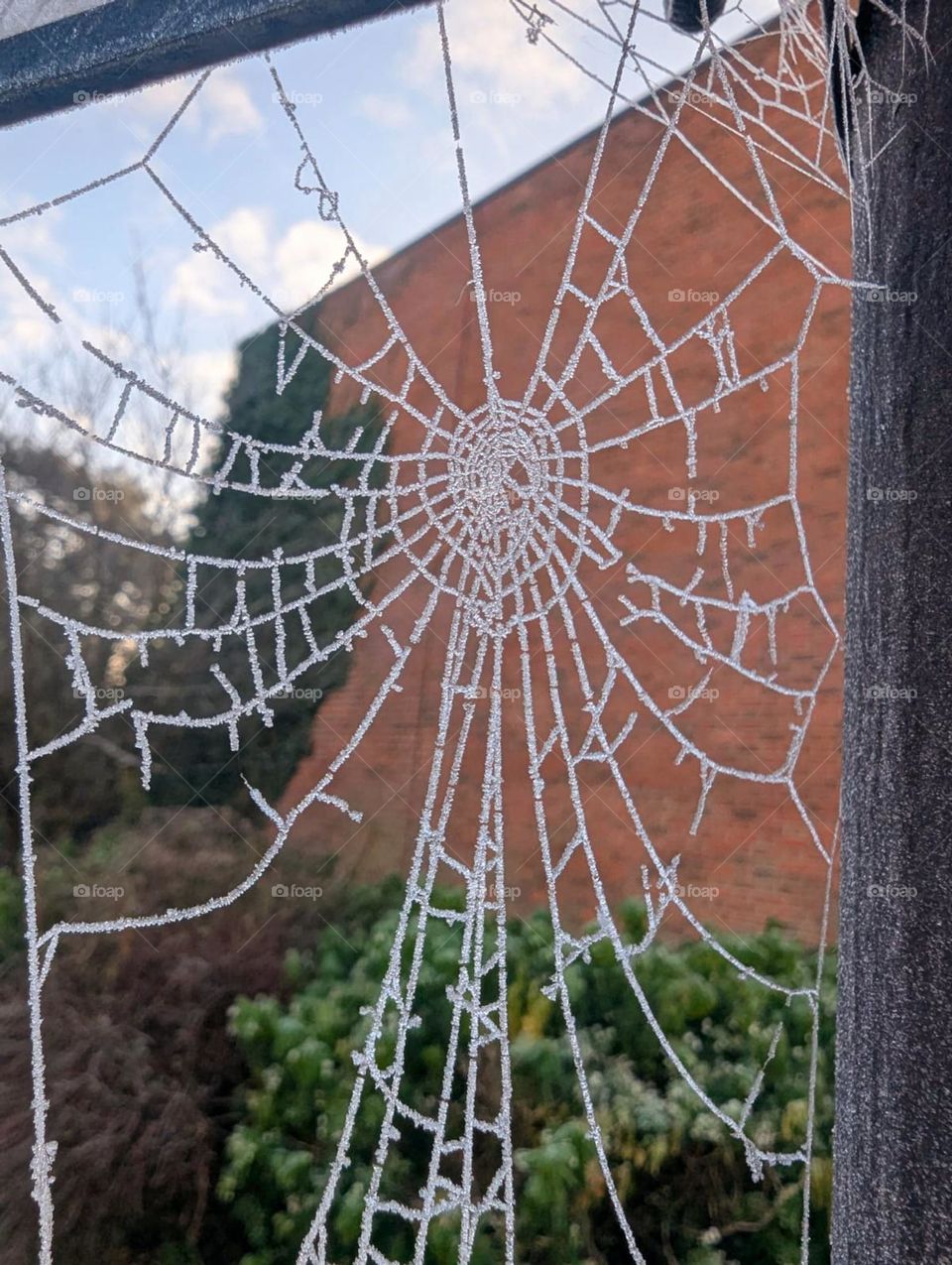 when a spider experiences its web freezing