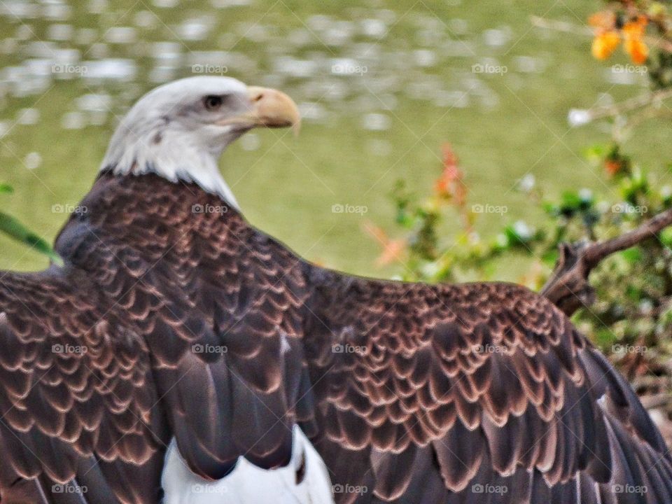 Bald Eagle. American Bald Eagle Stretching Its Wings
