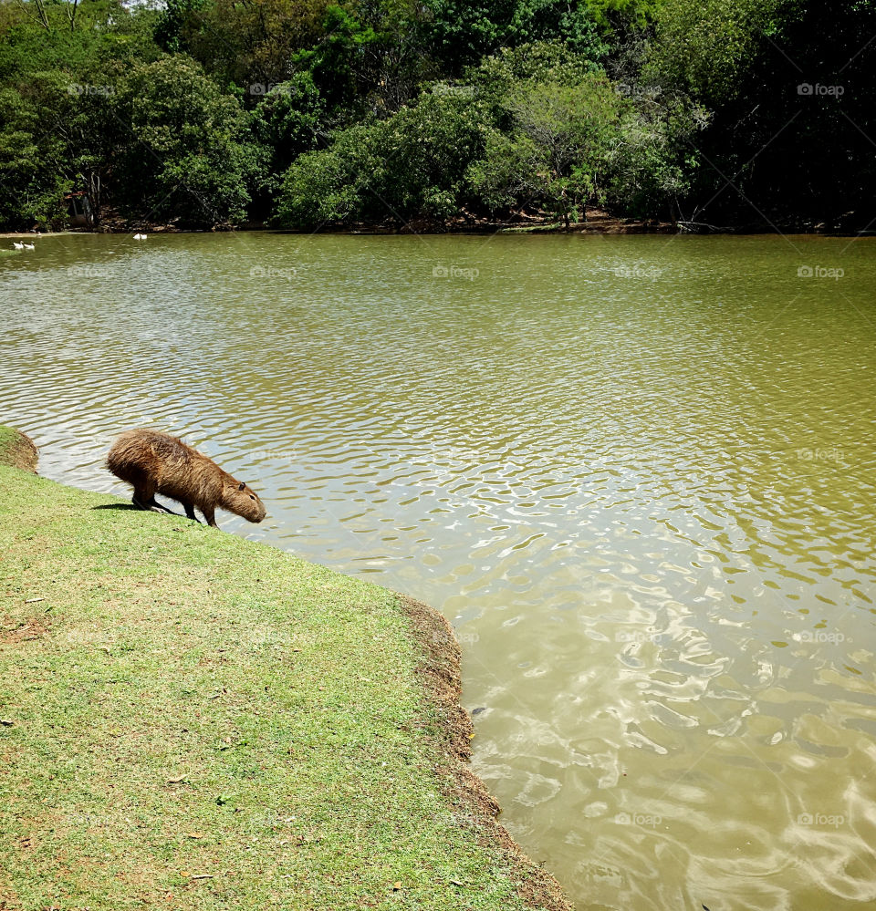 Com o forte #calor de hoje, até essa #capivara do Parque Botânico Eloy Chaves resolveu se refrescar. 
Que #sol, amigos!
📸
#FOTOGRAFIAéNOSSOhobby
#natureza #photo #inspiração 