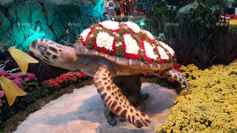 Sea Turtle in Bloom