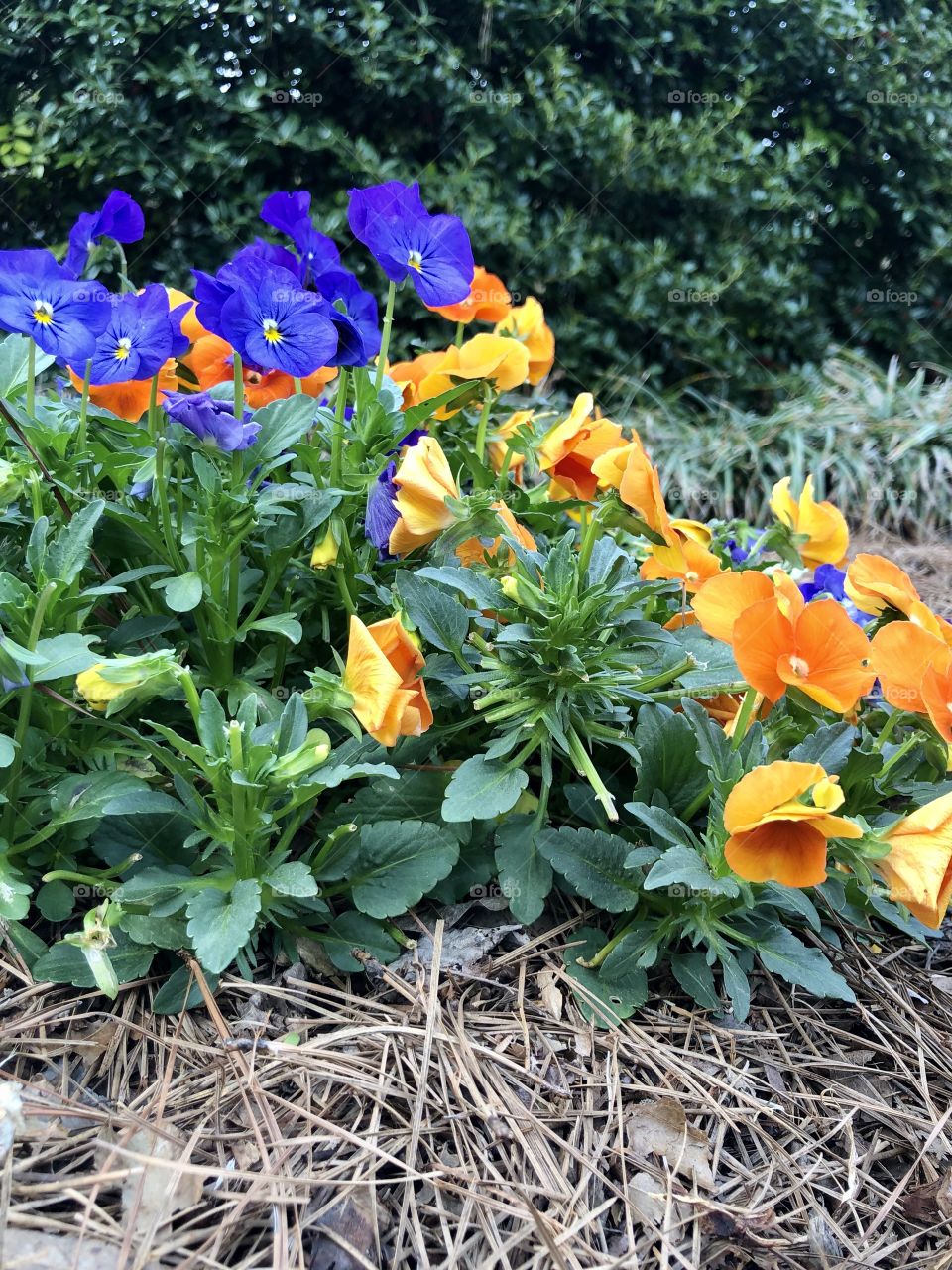 Colorful spring flowers 