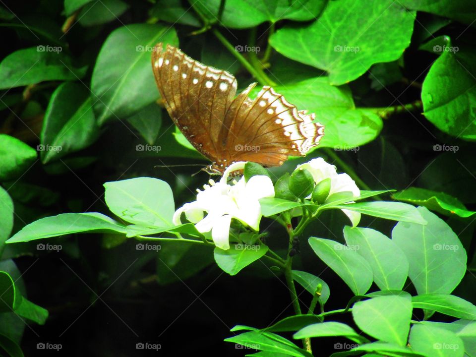 Beautiful butterfly Euploea core, the common crow is a common butterfly .Common Indian crow, and in Australia as the Australian crow.It belongs to the crows and tigers subfamily Danainae.