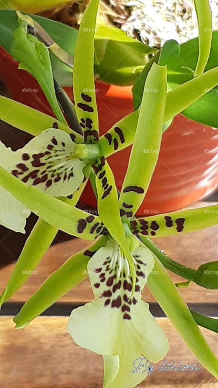 Orquídea Aranha