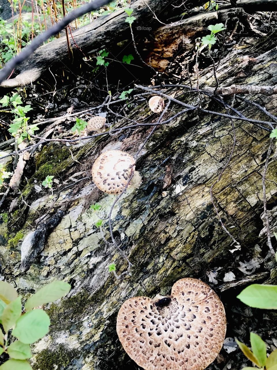 Beautiful very large mushrooms found on tree while on long nature walk in morning. 