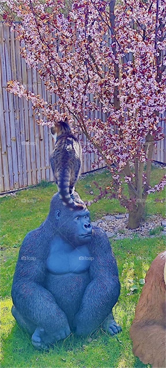 This adorable garden motif from rural „Bavaria“, Germany is „Roukey“, the tomcat sitting on top of the massive head of „Kong“, the gorilla who is thankfully not a real flesh and blood creature. 2024. Hypnotic Productions