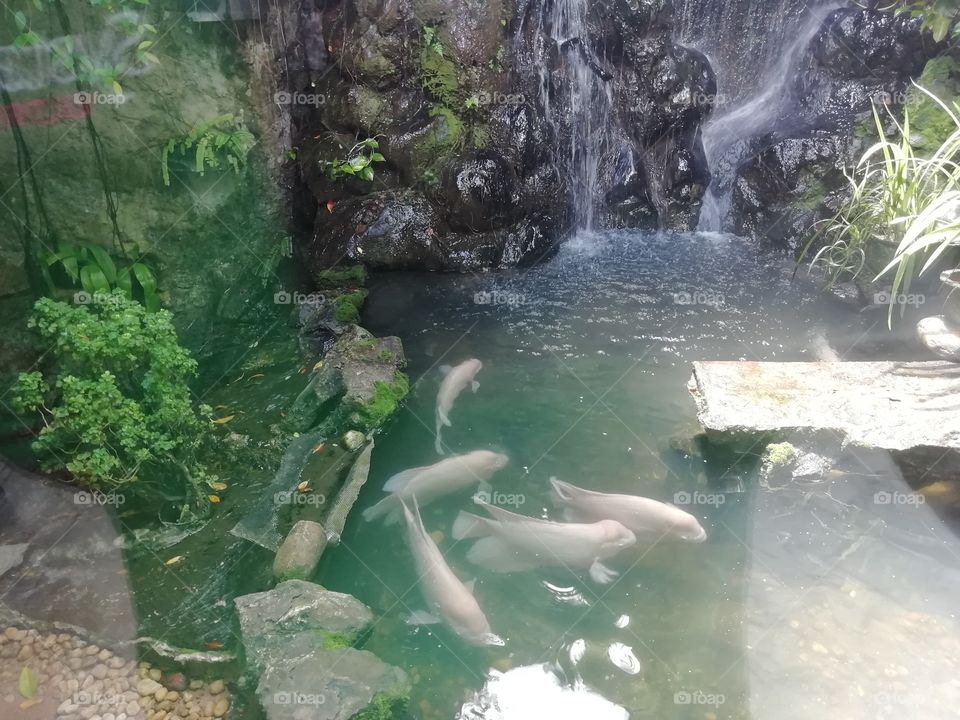Another fish pond at the hotel