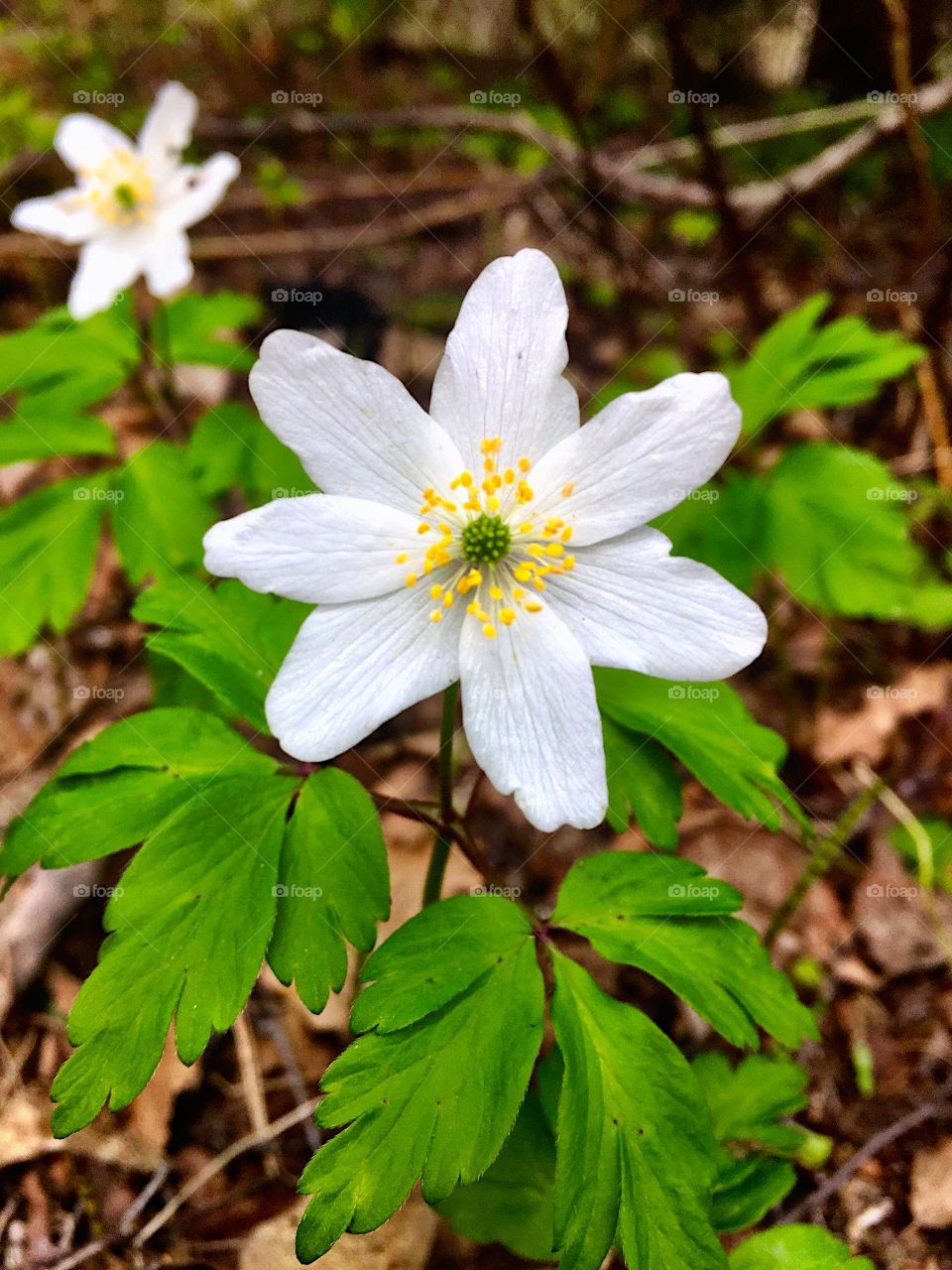 Spring flower! 