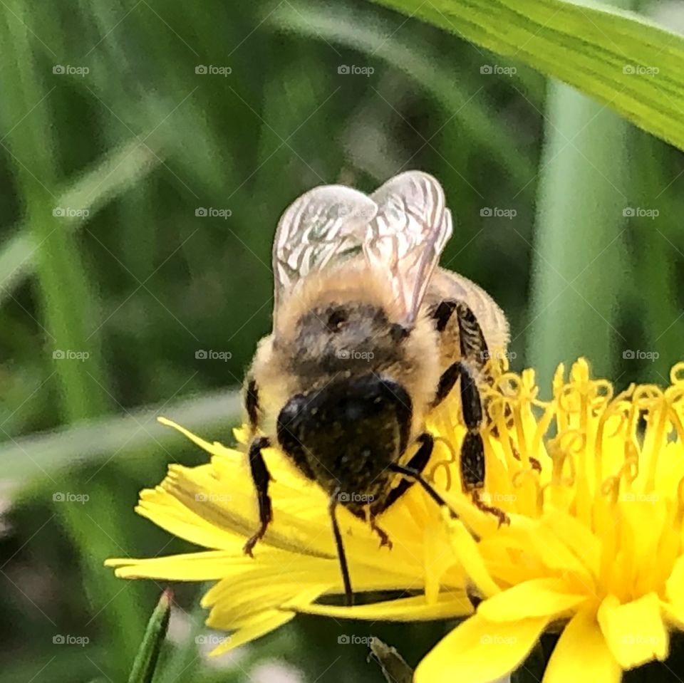 Honeybee on a Dandelion, honeybee. Dandelion, wings, bee, closeup, grass